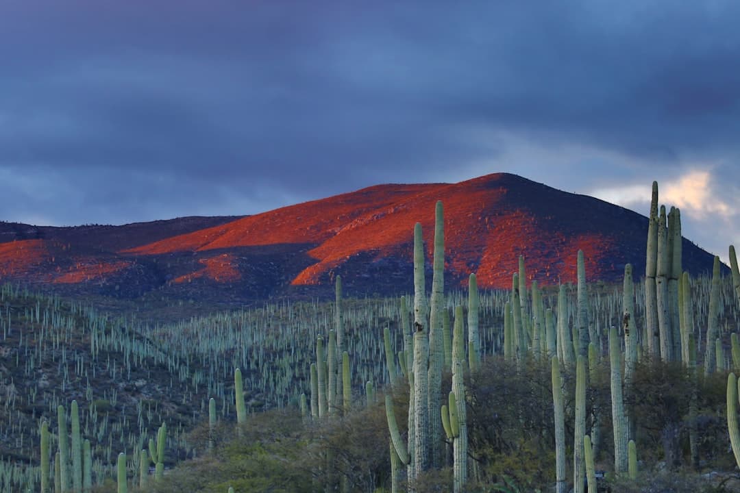 Bodas en Todos Santos