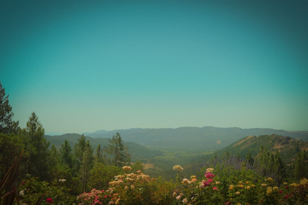 Bodas en Calistoga
