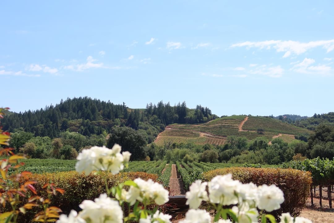 Bodas en Napa Valley