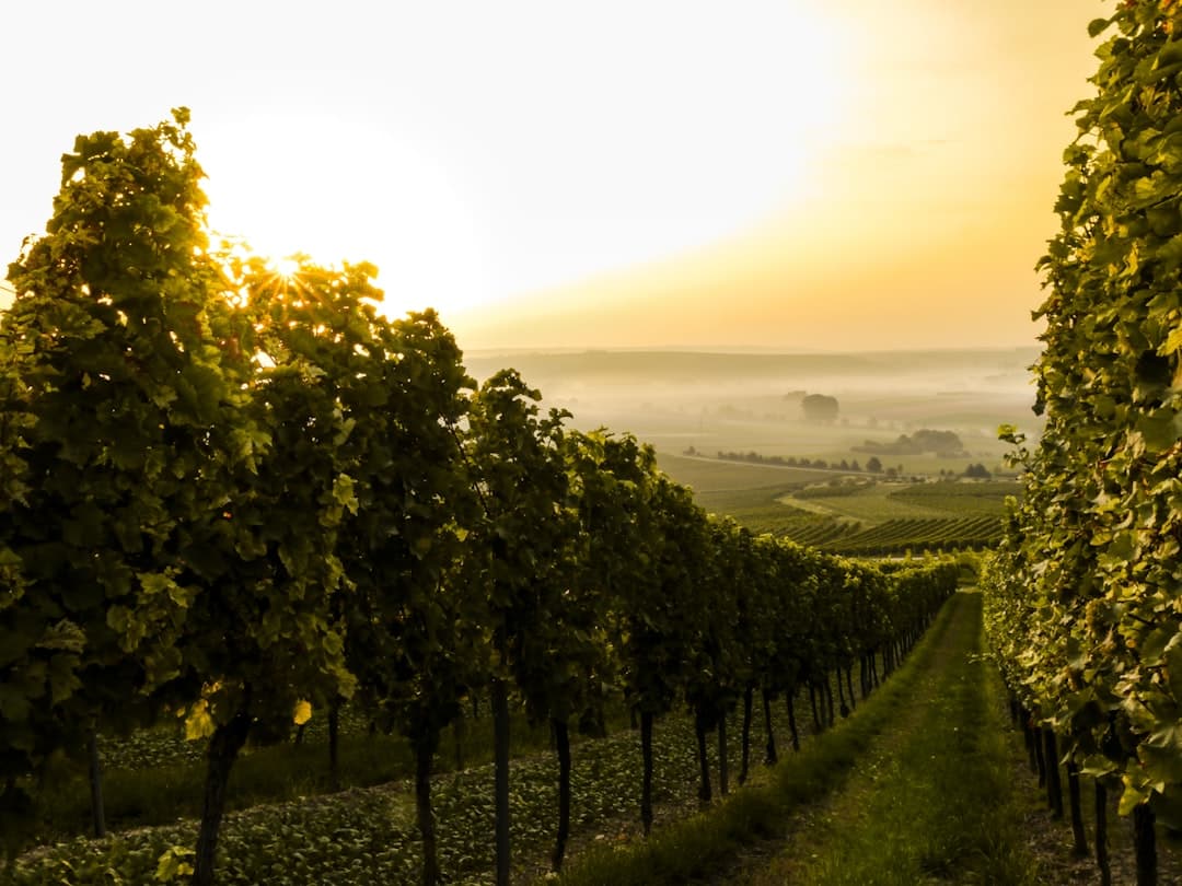 Bodas en Rüdesheim am Rhein - Romance fluvial entre viñedos y castillos medievales