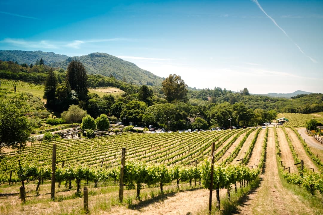 Bodas en Santa Ynez