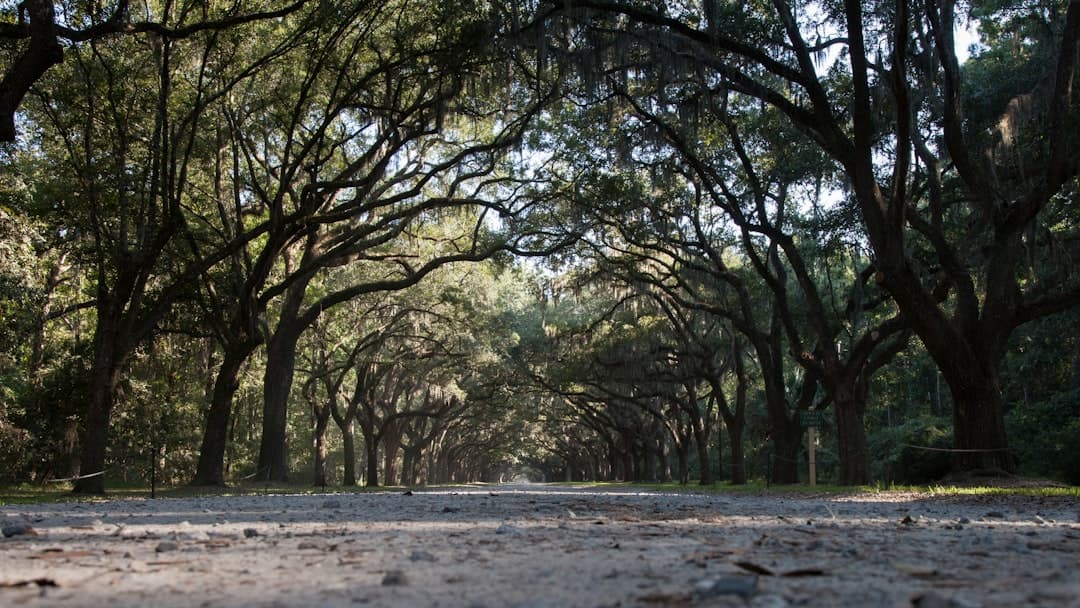 Bodas en Savannah