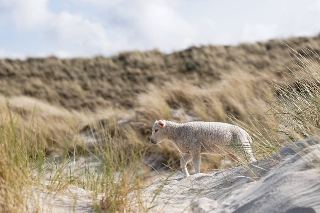 Bodas en Sylt - Lujo costero exclusivo entre dunas de arena