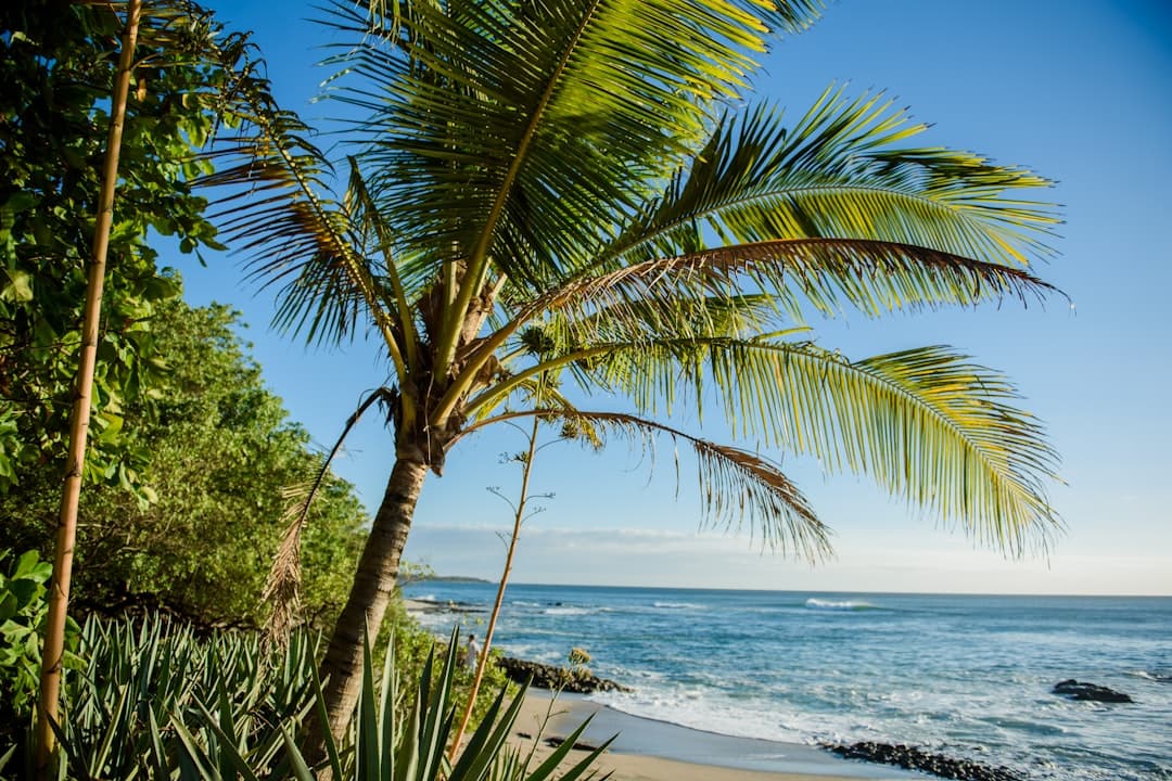 Tamarindo