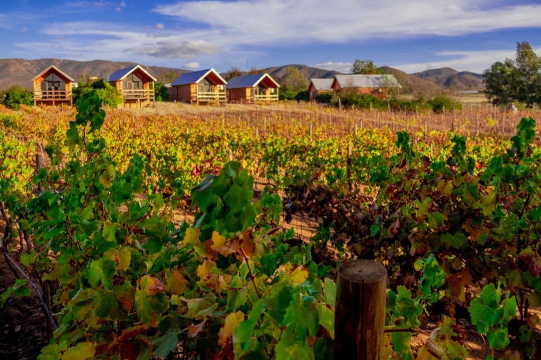 Bodas en Valle de Guadalupe