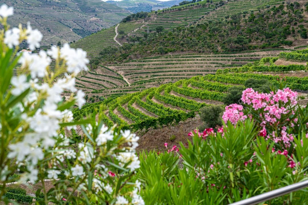 Valle del Duero