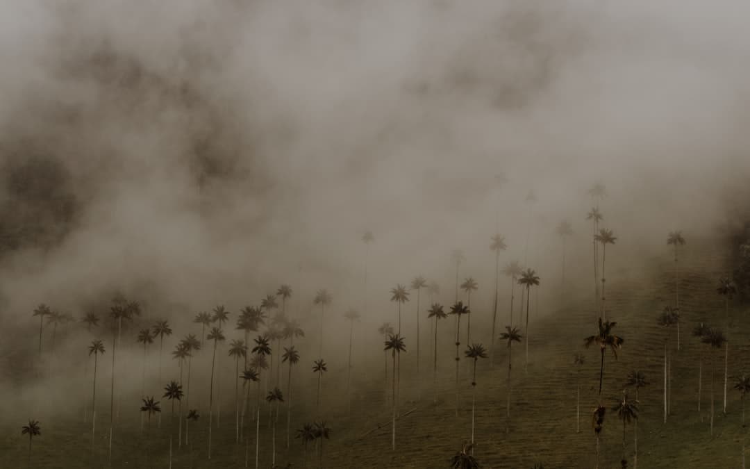 Eje Cafetero y Valle de Cocora, Colombia