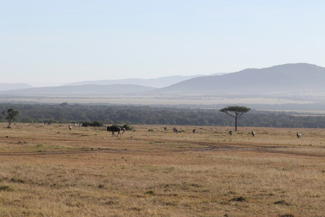 Luna de miel en Reserva Nacional Masái Mara, Kenia