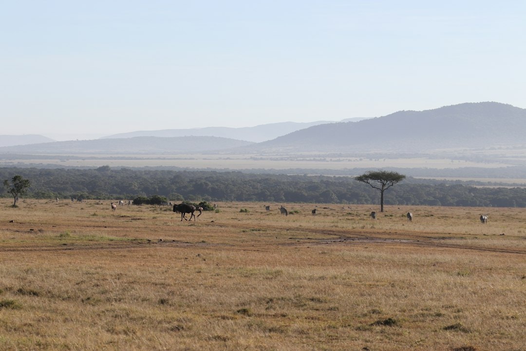 Luna de miel en Reserva Nacional Masái Mara, Kenia