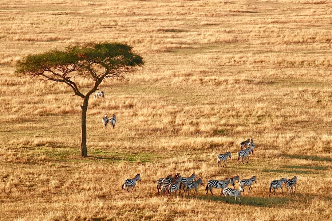 Luna de miel en Parque Nacional Serengeti, Tanzania